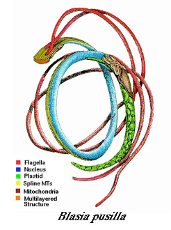 spermatozoids which look similar to long, rope-like, strings circled together. The thinest lines, flagella, are red, and there is a thicker blue and green elements that are the nucleous and plastid of the spermatozoid
