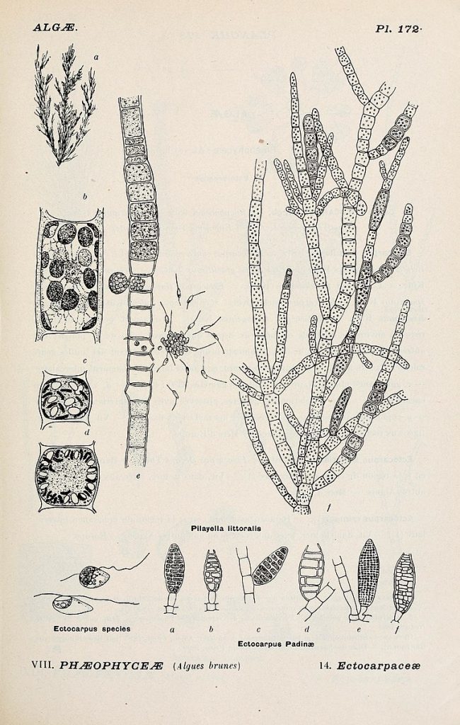 Album representing all general of diatoms and their main species