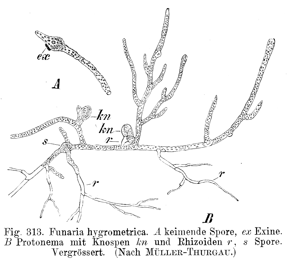 Esporas de Funaria hygrometrica que se ramifican como las ramas de un palo de un árbol