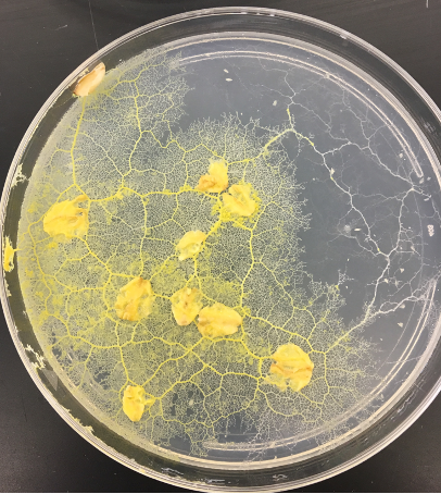 Physarum growing on 4” petri dish with flakes of oatmeal for food, they are several yellow molds which have thin extensions stretching out like cracks