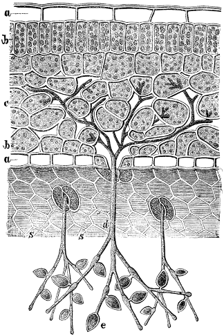 Diagram of a plant cell wall, a rigid cellulose, being penetrated by the parasite phytopthora, which looks like a budding stem on the outside with roots extending into the cells