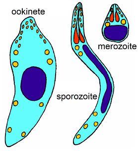Three cells, farthest right is labeled ookinete and is biggest, the second is thin and long labeled sporozoite, the third is small and tear-drop shapped labeled merozoite