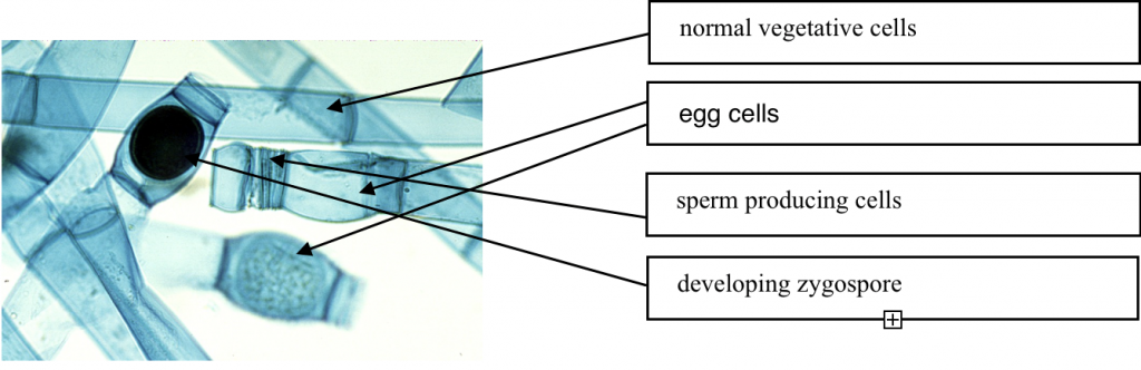 graph marking normal vegetative cells, egg cells, sperm producing cells, developing zygospore