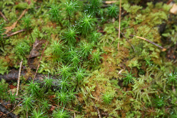 Moss that grows green and yellow-green low to the ground, from stems that grow leaf-like structures