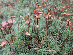 Red, mature sporophytes grow our of green, leafy moss, with smaller, immature tan sporophytes also growing