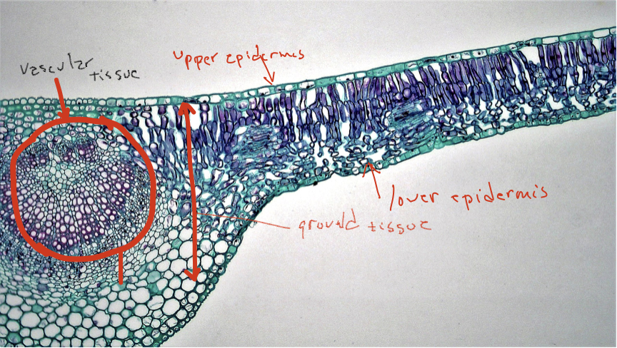 Image of cell with sections labeled: upper epidermis, lower epidermis, ground tissue, and vascular tissue