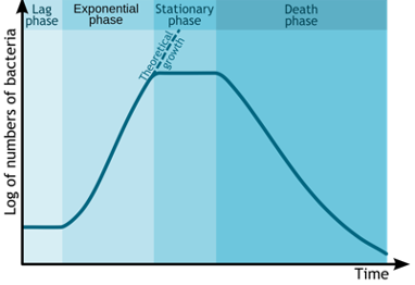 A graph displaying Log of numbers of bacteria over time, the graph has 1) lag phase with no increase 2) Exponential phase with quick increase 3) stationary phase with no growth and 4) death phase with a rapid decrease in number