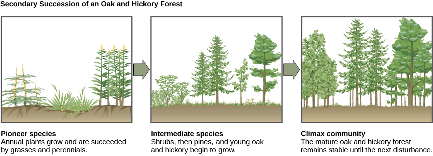 Illustration of secondary succession. 1) Pioneer species: annual plants grow and are succeeded by grasses and perennials 2) Intermediate species: Shrubs, then pines, and young oak and hickory begin to grow. 3) Climax community: The mature oak and hickory forest remains stable until the next disturbance.