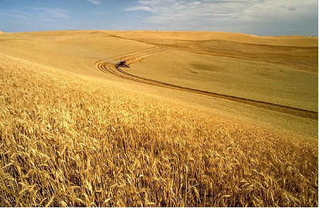 A tractor driving through a golden field of wheat, the tracks of the tractor the wheat