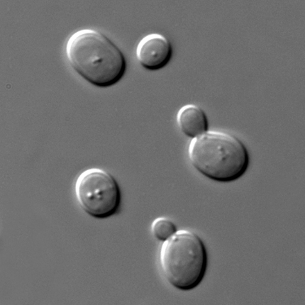 A black and white image of a few yeast cells, several of whom have raised bumps of "budding" new cells
