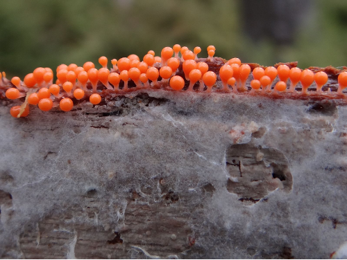 Small red fruiting bodies cluster on a slime mold