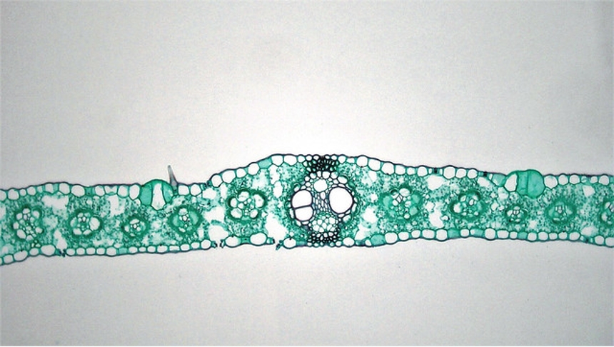Green cross section of a lilac leaf