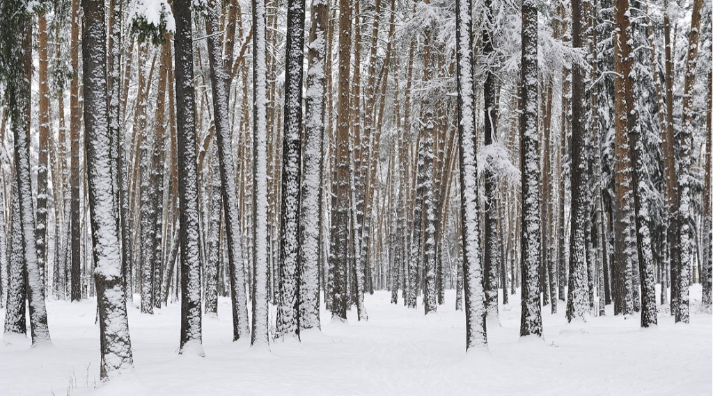 An image of many thin, tall trees covered in snow