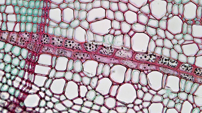 Cross section of a xylem ray