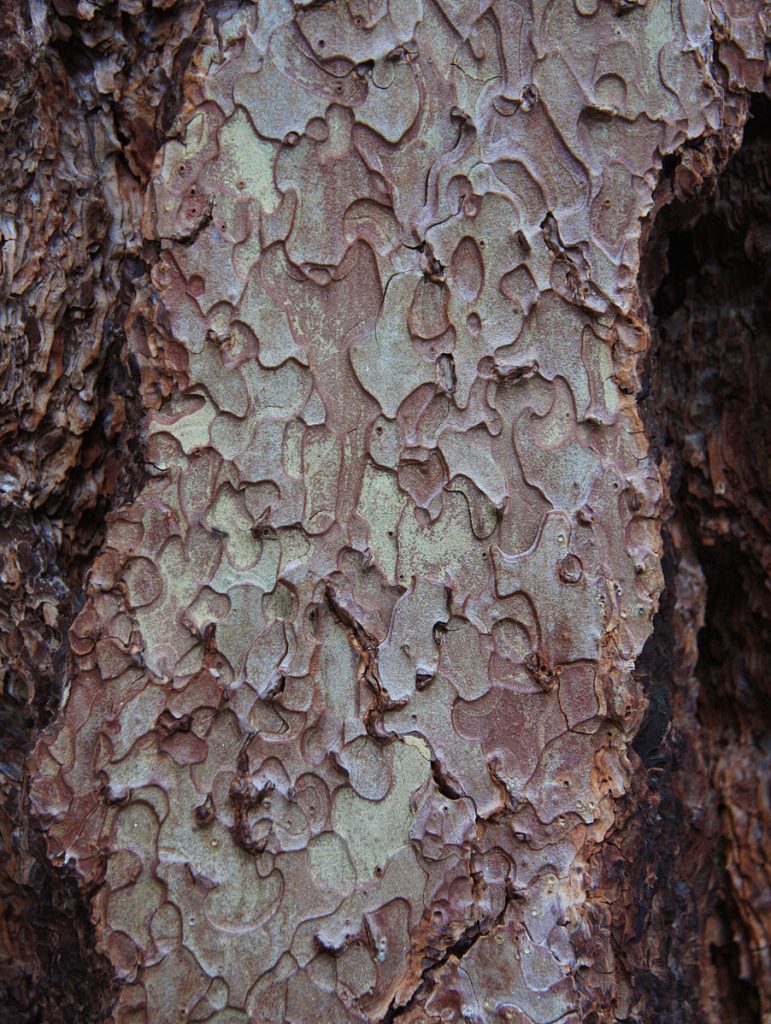 The brown and light green bark of the jeffery pine, the bark looks like different oddly-shaped puzzle pieces