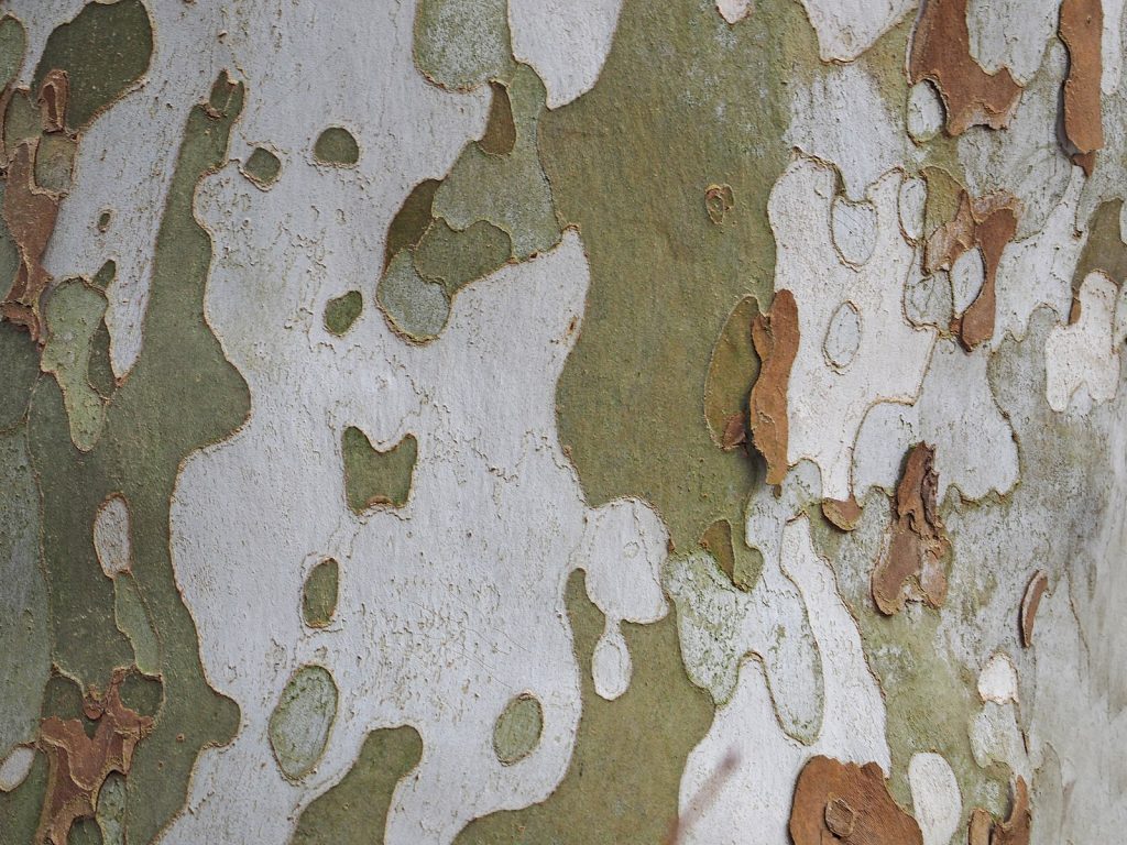 plated bark of a sycamore