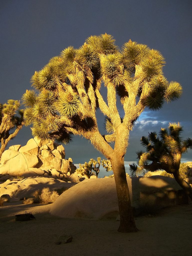 The Joshua tree has fuzzy bark and the leaves are arranged in clumps, they are pointy and thin like an evergreen