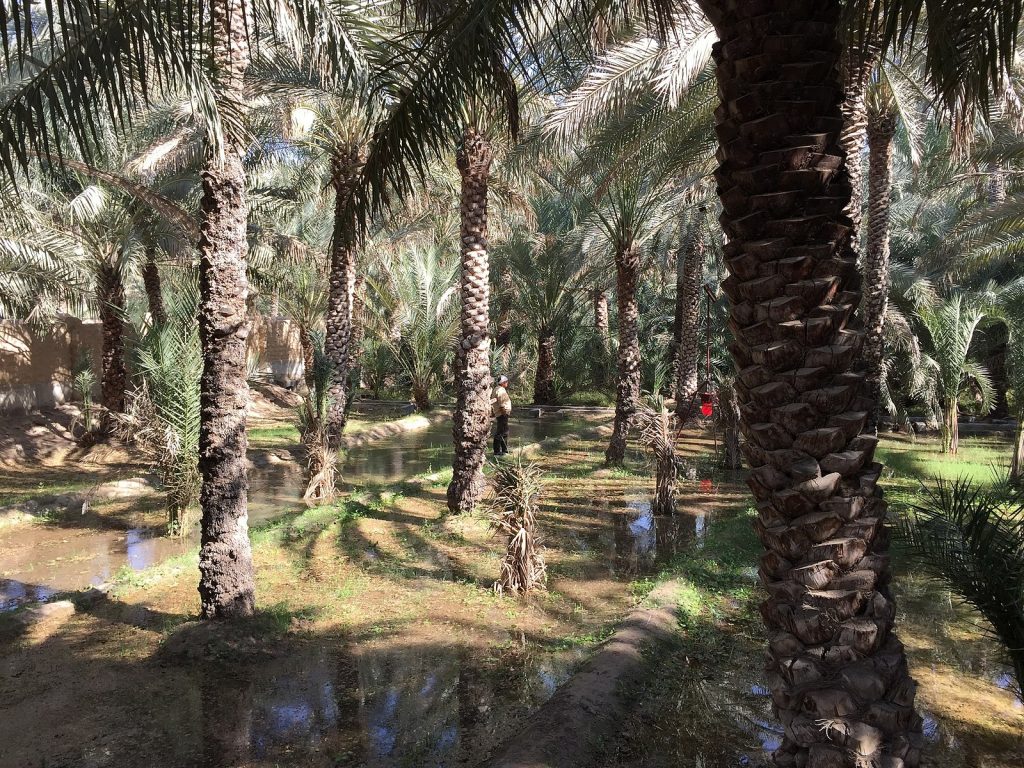 A group of date palm trees that grow in lines with water sitting on the ground. The bark of the trees is rough and grows in sections.