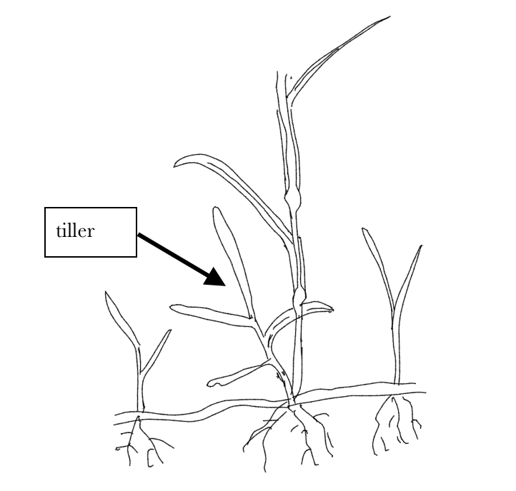 A black and white illustration of branches of grass growing off of bigger grass stems. The tiller is pointed out as two separate branches