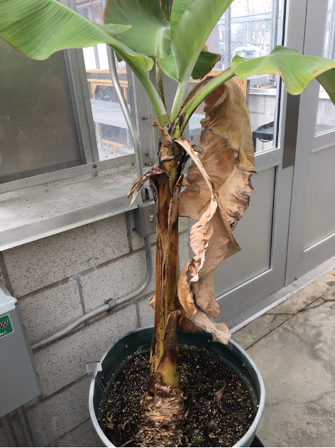 A potted banana plant. The stem grows and several leaves grow, two of which are brown and dead