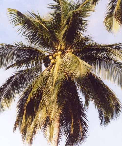 A palm tree with big, flowing leaves of dark green and several coconuts growing in a bunch