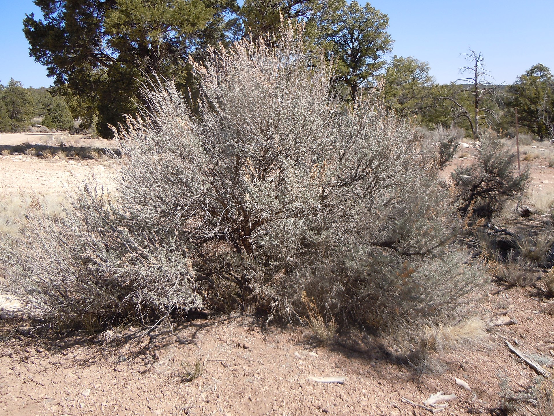 This common big sagebrush has multiple, gray stems arising from ground level in a compact, rounded growth form