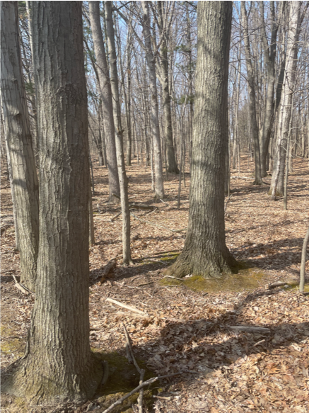 Several tree trunks of medium-sized trees, dead leaves on the ground.