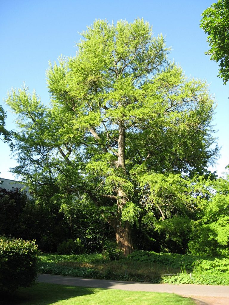 A gingko treee with fan shaped leaves with bifurcating parallel veins and branches with a very short internode distance