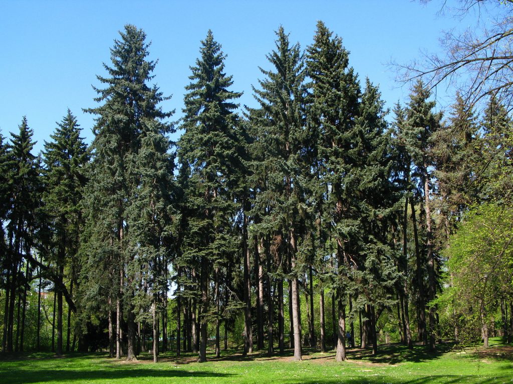 A group of blue spruce with the typical evergreen, needle thin leaves