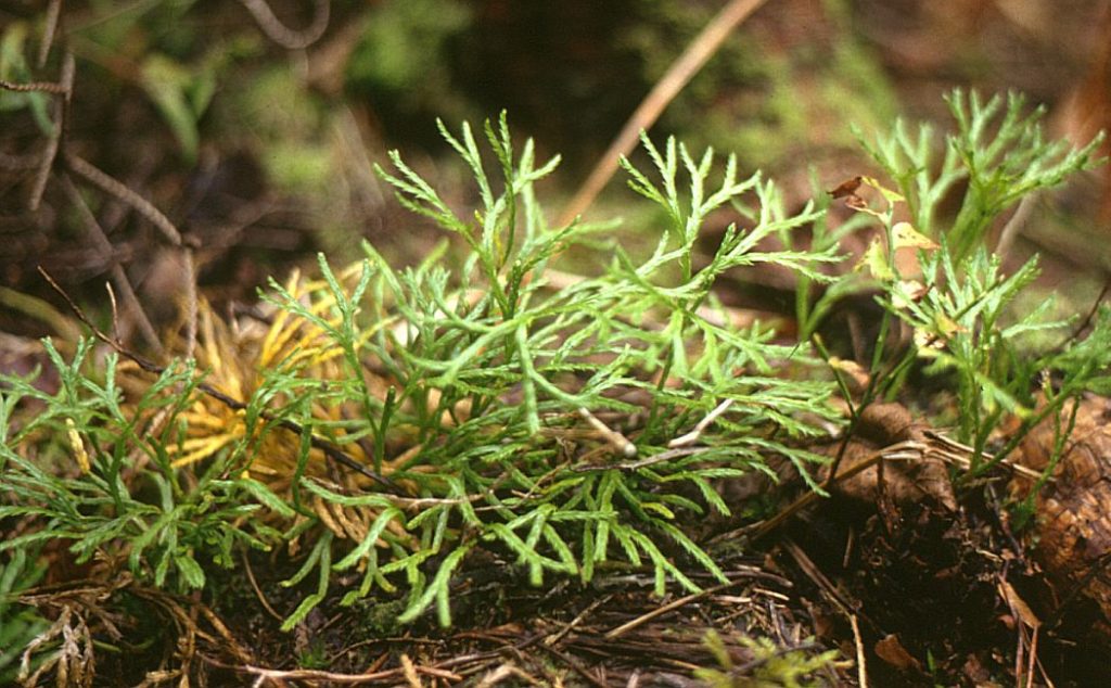 Clubmoss grows small, scale-like light green leaves that are appressed to their stem