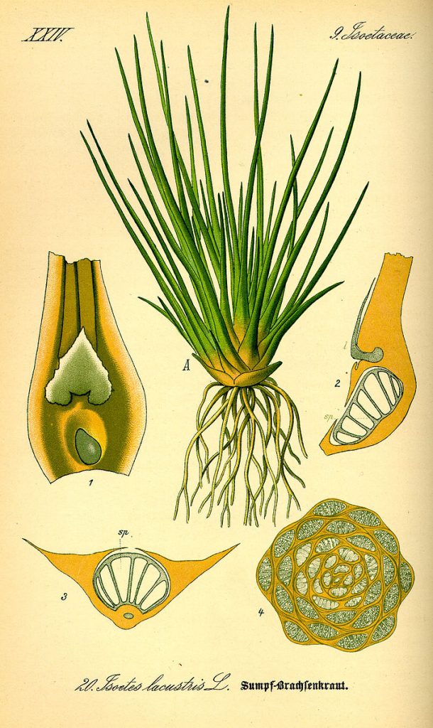 Ilustrative diagram labelling its different parts of quillwort