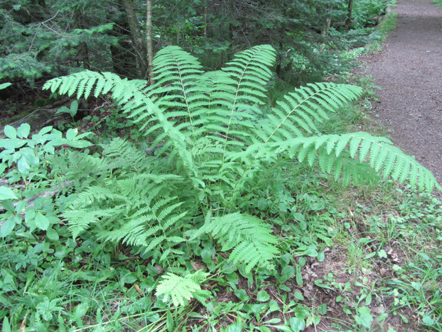 A large Cinnamon fern with many broad leaves growing out from the thin branches