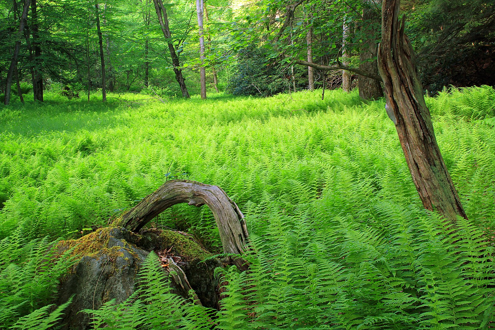 Ferns grow completely along the floor of a wood, several trees grow out from below the moss to above