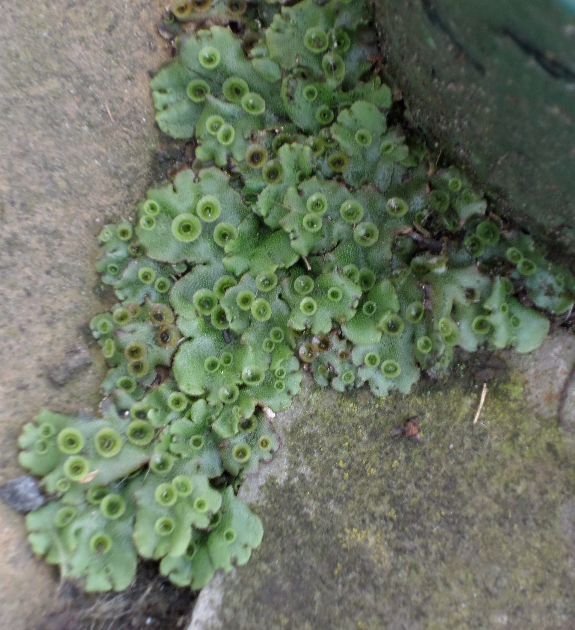 Liverwort growing between rocks, some of the leaves look flat and have bunched edges, some grow in small coiled "cups"