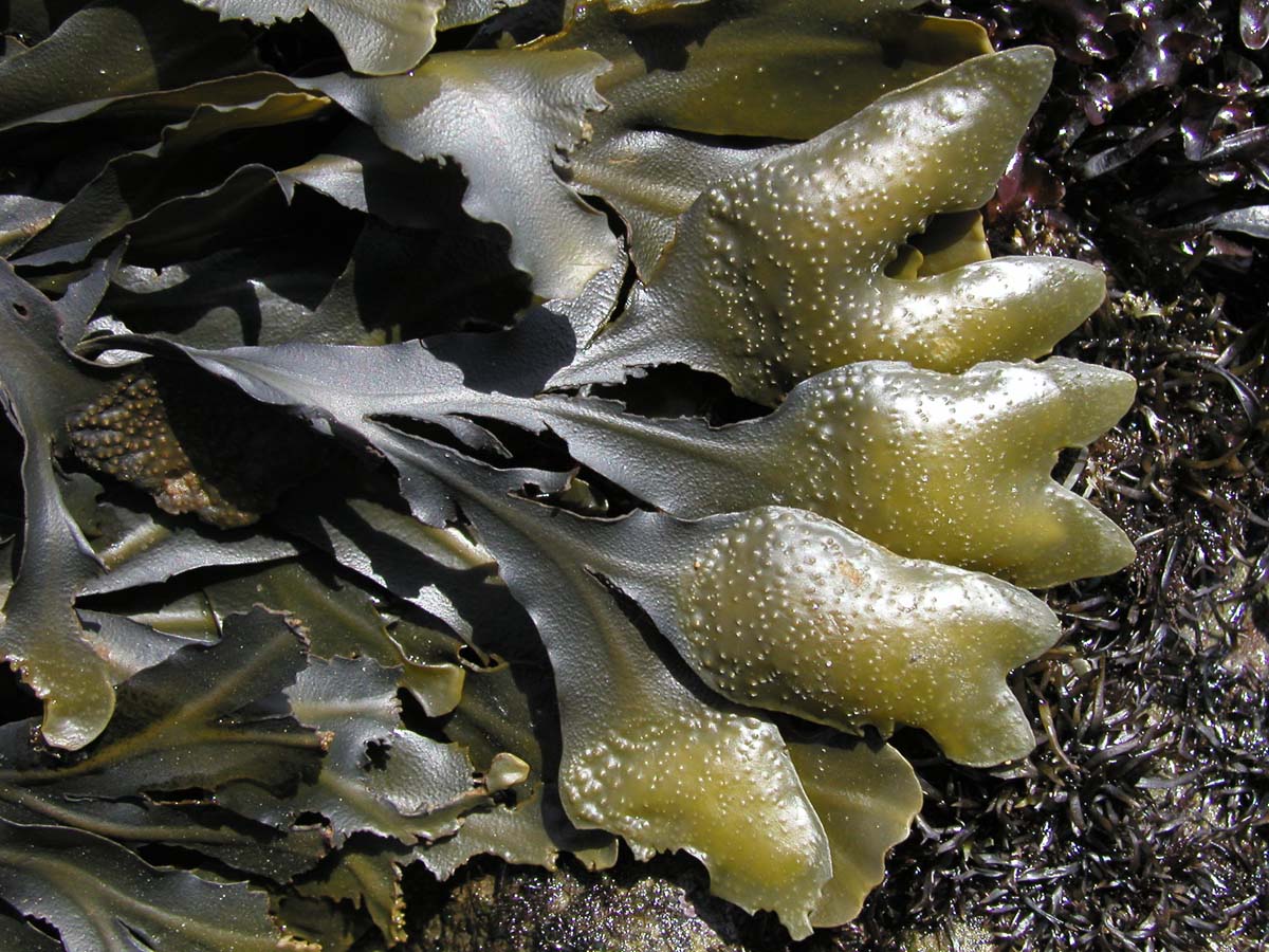 The rockweed Fucus gardneri, Once mature the tips of the blades fill receptacles with with air and mucilage. They look shiny and have raised dots on their surface