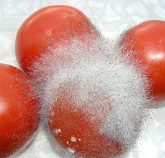 Four bright red tomatos, one of which hazy a white-grey fuzzy mold growing on it