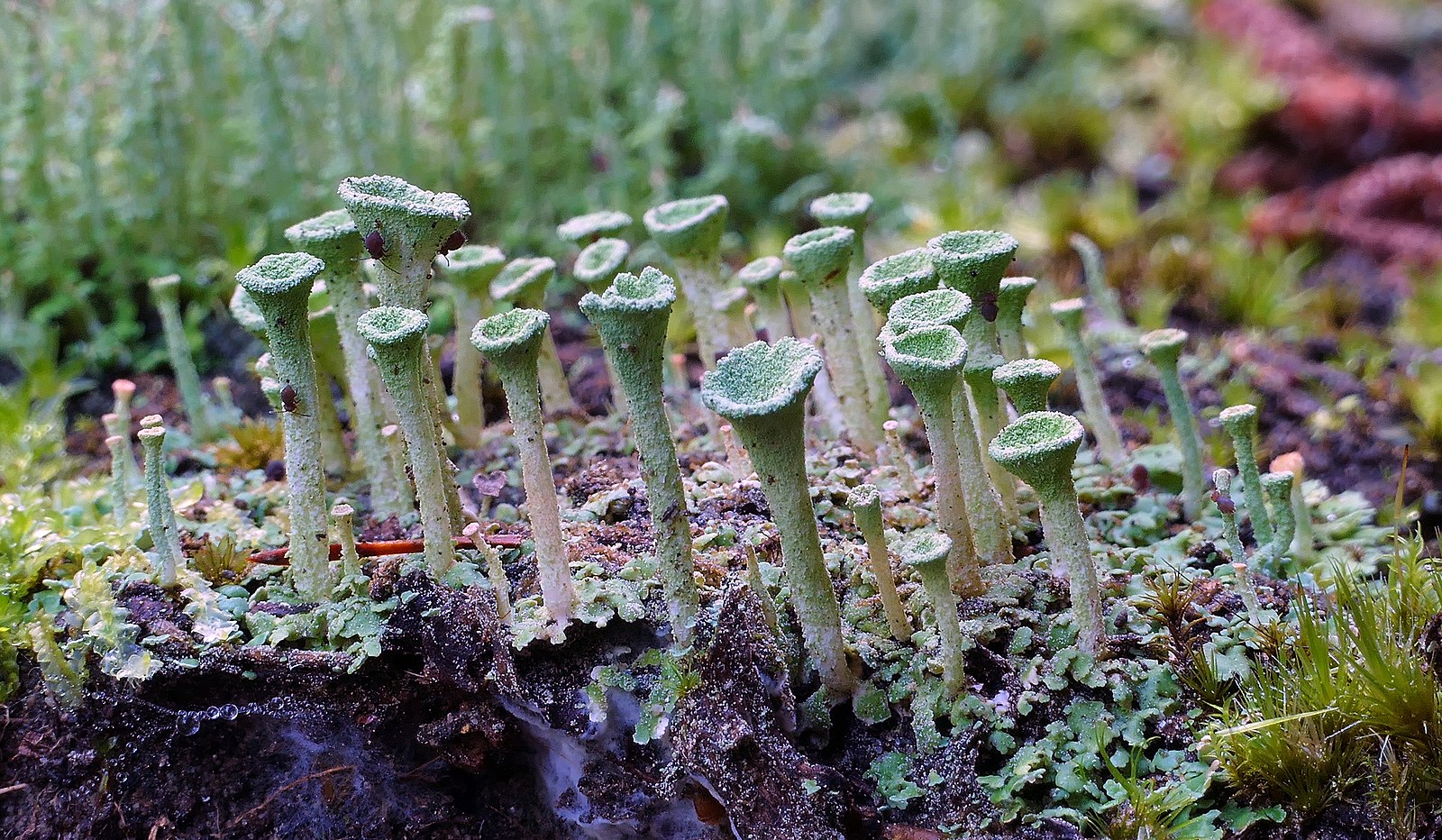 Green pixie cups lichen growing. They are green, and grow a few inches up into a divoted tops