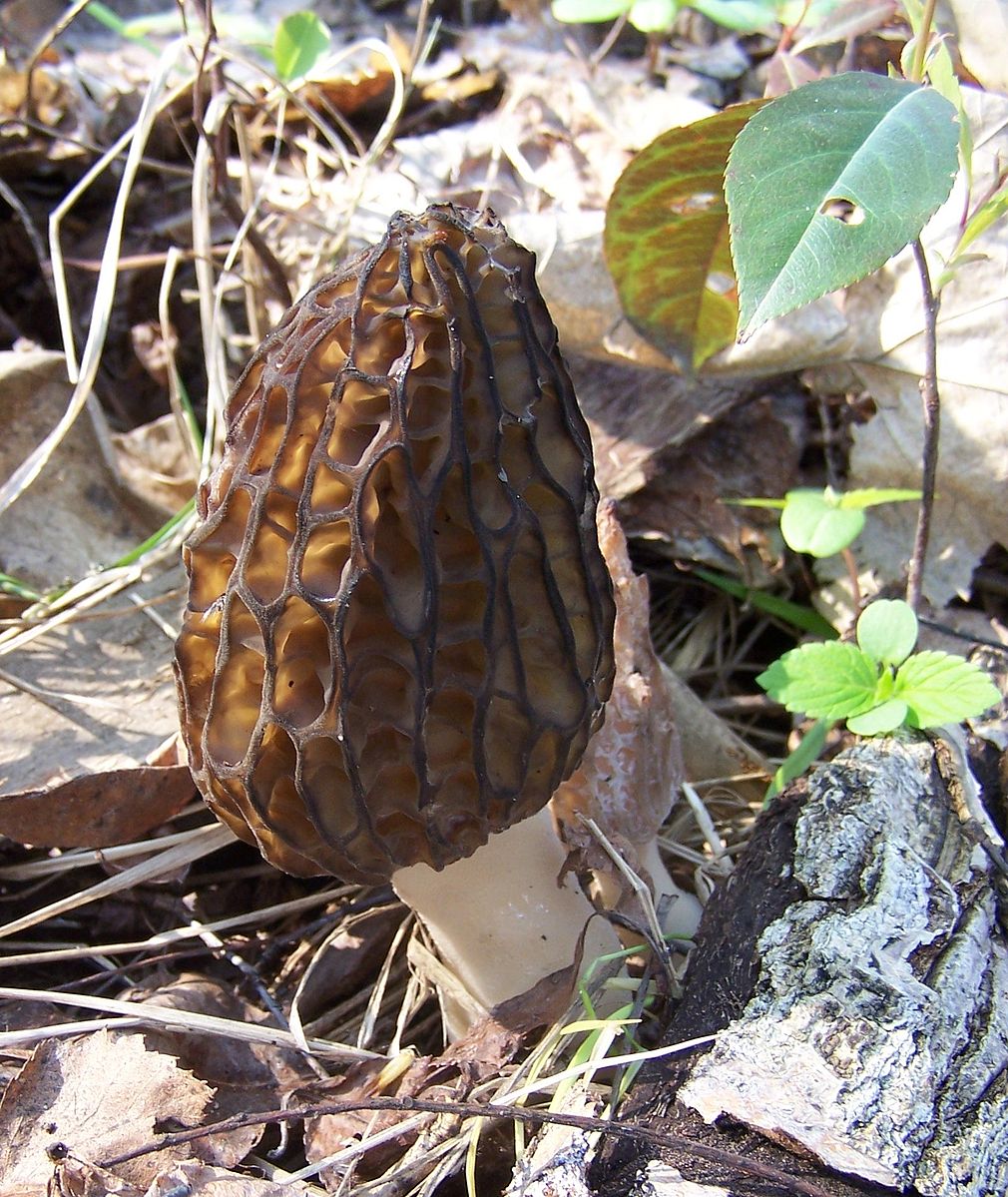 A mushroom that grows in a teardrop shape, it is brown and porous