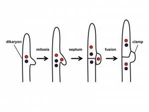 Diagrama, muestra 1) dicarión 2) mitosis 3) tabique 4) fusión 5) pinza