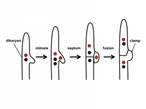 Diagram, shows 1) dikaryon 2) mitosis 3) septum 4) fusion 5) clamp