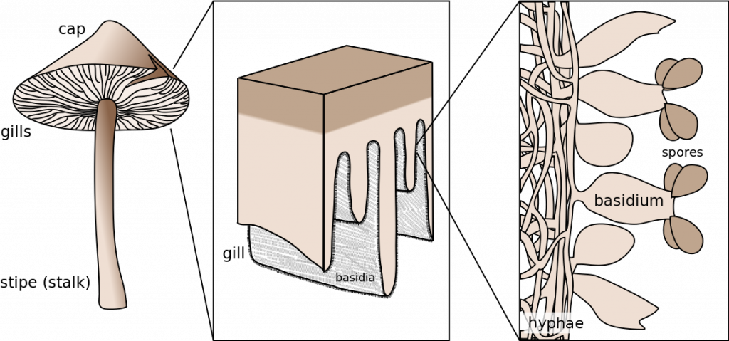 Basidium schematic shows the cap, gills (underside of the top), and stipe (stalk), along with a close zoom up of the gill showing the basidium and spores