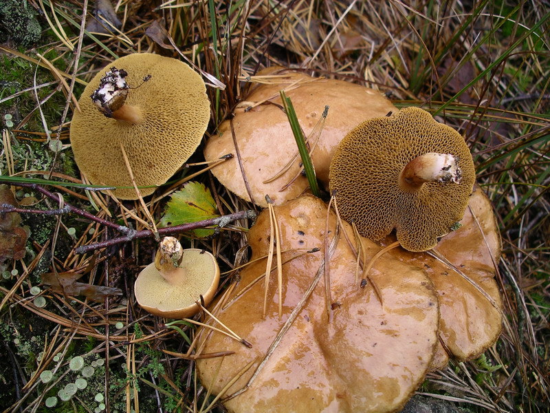 several brown mushrooms that have pores instead of gills under their caps