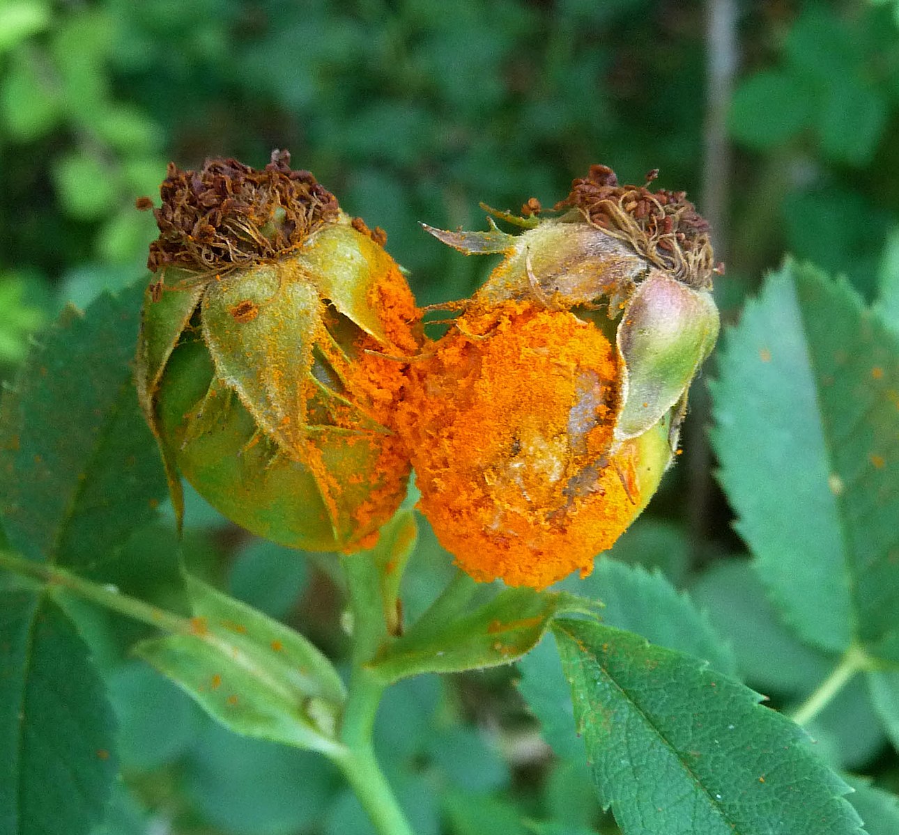 Bright orange rust on a rose that has yet to bloom