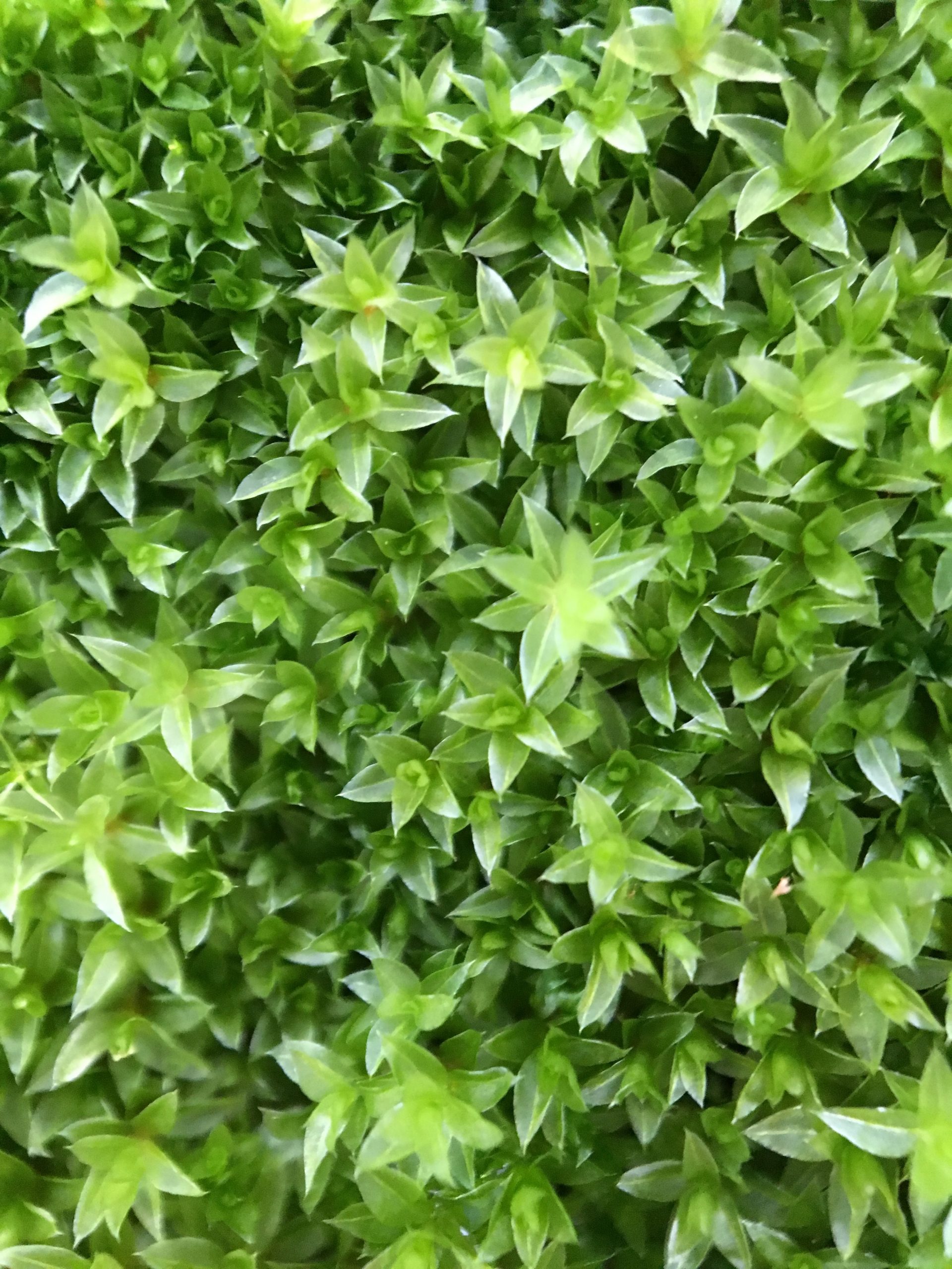 Leaves of a gametophyte plant, which are bright green and triangular and grow in clusters on a bush