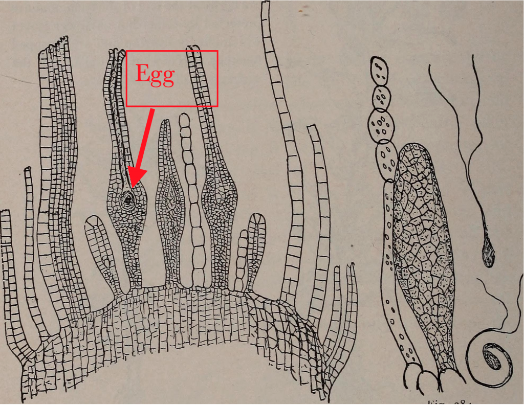 cross section of Antheridium of milium with the egg pointed out in one of the archegonium