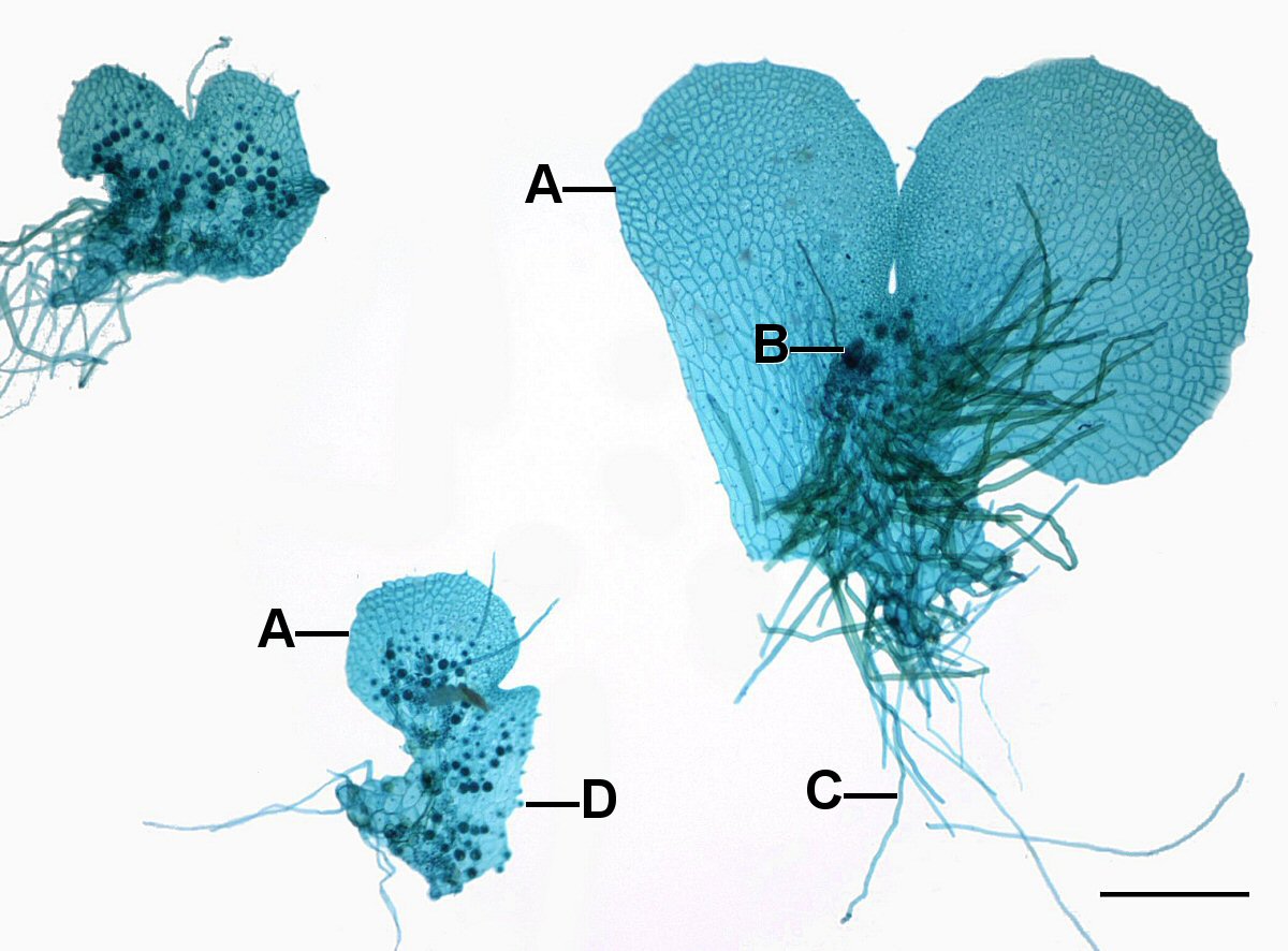 Fotomicrohraph de tres gametofitos de helechos. A-Gametofitos, B-Archegonia, C-Rhizoide, D-Anteridia. Escala=0.525mm.