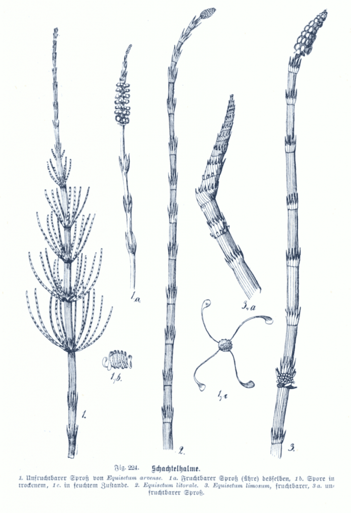 Horsetail sporophytes, far left is a branch with several smaller branches with small leaves growing off of each one, the other three horsetails grow in segments with leaves coming out of each segment, and each bends slightly to the right