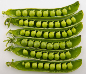 A closeup of six green peapods with peas in them