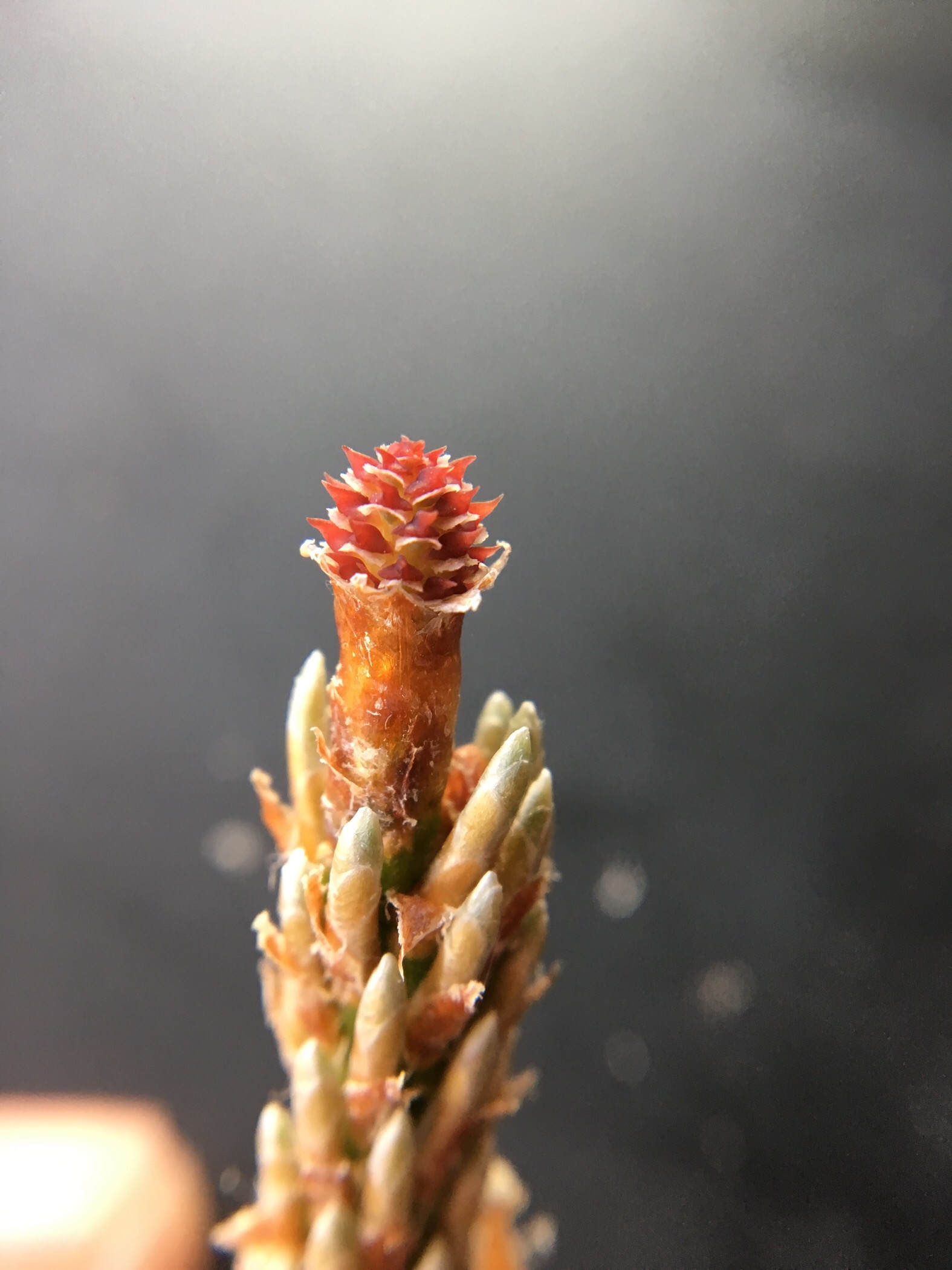 Female cone is small and red, the tip has newly elongated branches. Below the cone are clusters of leaves just starting to expand.