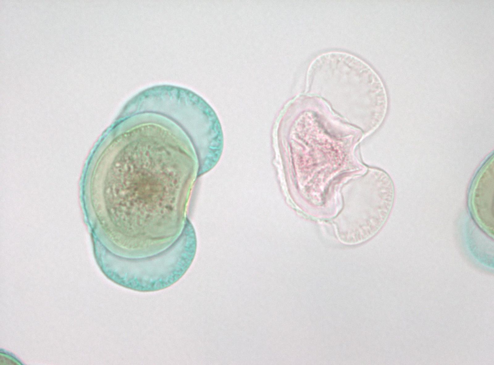 Microscopía de polen de pino, una célula es de color azul verdoso y la otra es una célula rosa translúcida